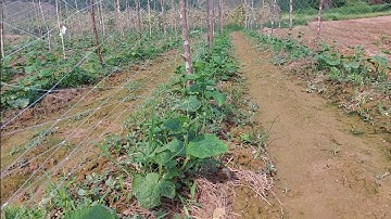 Dấu hiệu nhận biết sớm bệnh khảm ở dưa leo, phương án giải quyết.