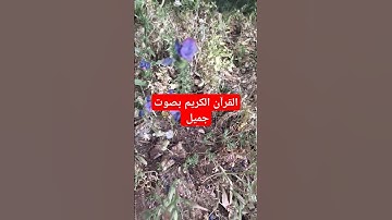 القرآن الكريم بصوت جميل #اكسبلور #قرآن #تيك_توك #quran #ترند #في #لايك #القرآن_الكريم #راحة_نفسية