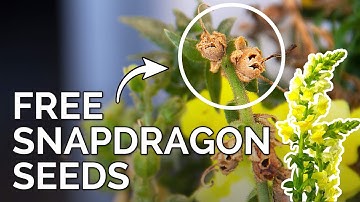 How to Save Snapdragon Seeds | Collecting Antirrhinum Seeds