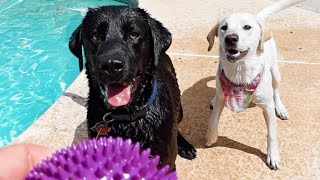 Dog Dad Surprises His Puppy | POOL PARTY!!!