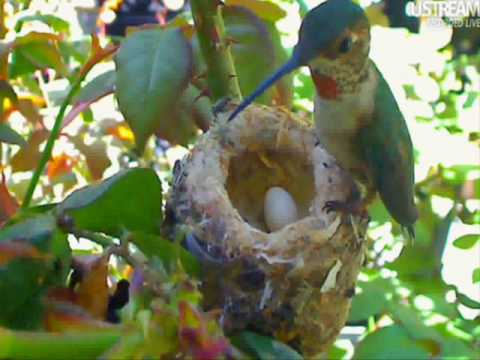 Phoebe Allen hummingbird and lizard Godzilla 03/16...