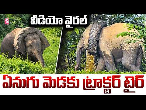 ఏనుగు మెడకు ట్రాక్టర్ టైర్ | Tractor tyre Stuck in wild Elephant neck | assam forest | Video Viral