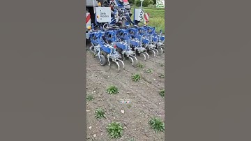 AI Based in-Row Hoeing Solution For Row Crops || Field Demo in Germany || #ai #weeding #shorts