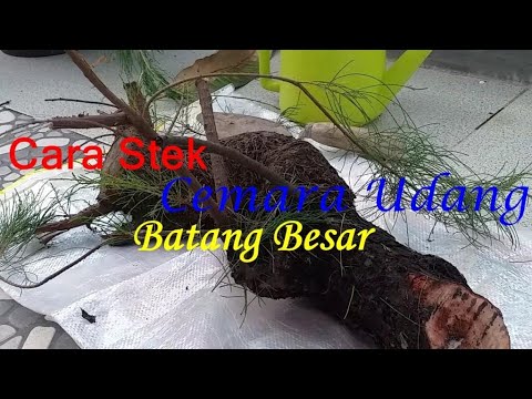 Video: Menanam Pohon Cemara Dari Wadah Dan Menanam Pohon Besar