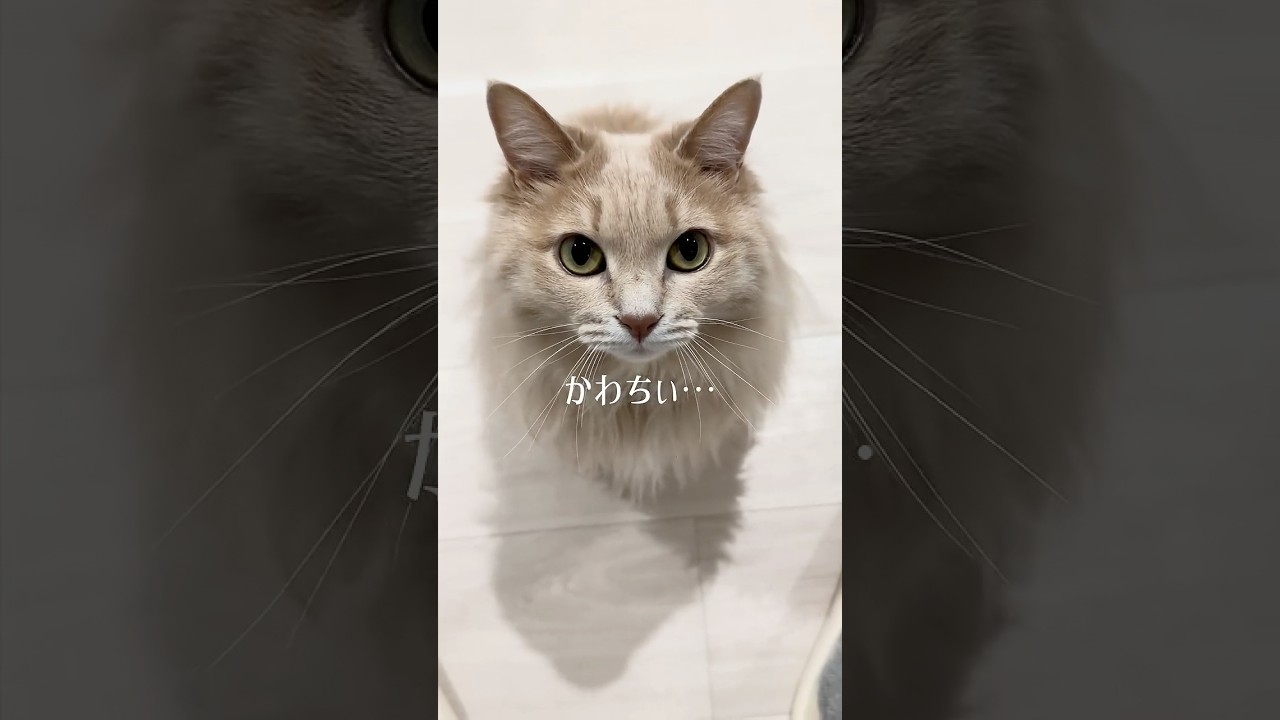 猫2匹と暮らす男のゴールデンウィークvlog👨💼