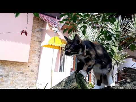 Video Koleksi Anak Kucing Lucu Metha