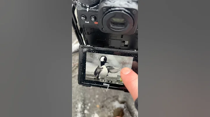 Freezing for the perfect wildlife shot! ❄️📸  #WildlifePhotography thumbnail