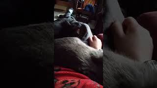 A QUICKIE CAT VIDEO