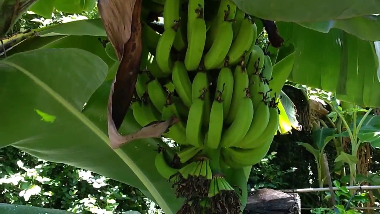 Banana pianta (fiore e frutto) - YouTube