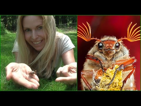 MAY BUG - COCKCHAFER - Huge Buzzy Spring bug