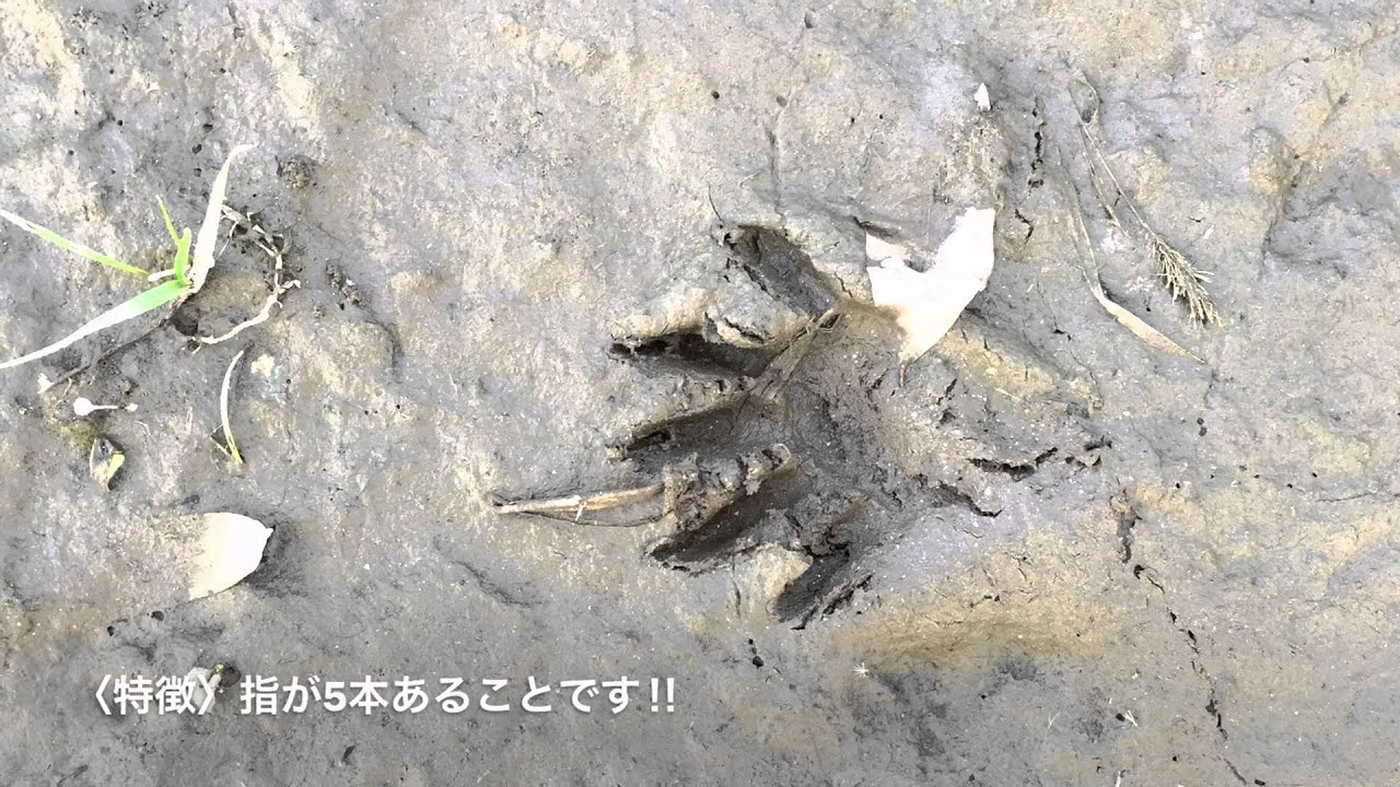 特定外来生物 アライグマの足跡 Youtube