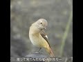 ジョビ子、冬のアイドル ジョウビタキのメス