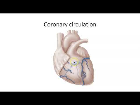 Circulatory Routes Review