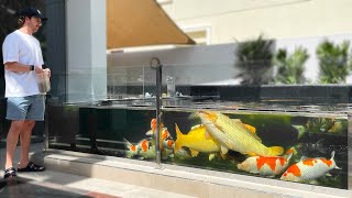 World’s Best Japanese Koi Fish Collection?! **AMAZING KOI POND DESIGN **