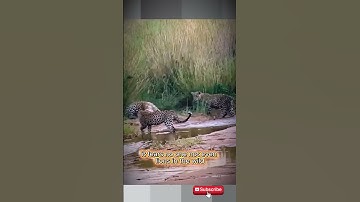 Alone, the honey badger takes on three leopards. No fear. No retreat.