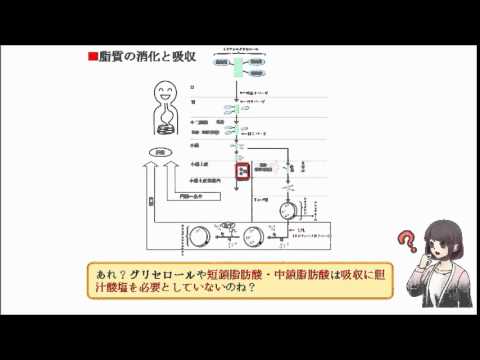 中鎖脂肪酸の吸収は、 胆汁酸塩を必要としない。 （○or×）