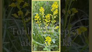 Tohle není řepka, ale barborka obecná 🌼 #lecivebylinky #jarnibylinky #jedlebylinky