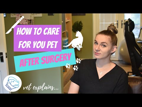 How to care for your dog or a cat after surgery. Postoperative care for your pet.