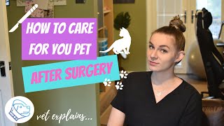 How to care for your dog or a cat after surgery. Postoperative care for your pet.