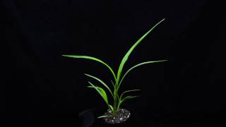 Green foxtail
