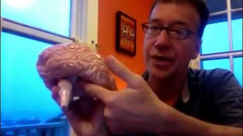 Structure of the neocortex