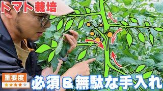 【トマト栽培解説】誰でもできる重要な手入れ作業不要な作業