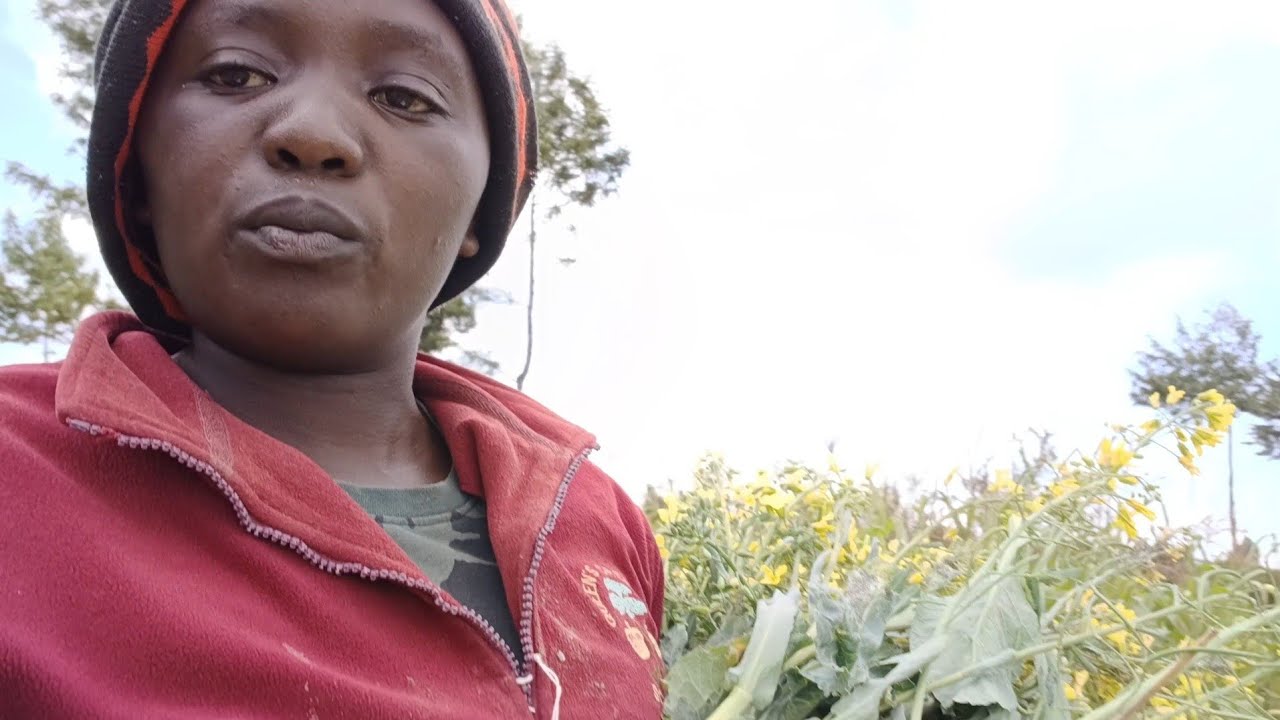 Spend the Morning with me, while feeding the sheep 