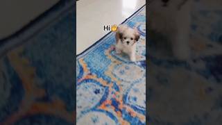 puppy says Hi?. shorts youtubeshorts shortsvideo trending viral