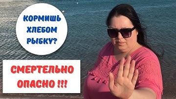 Обзор пляжа в Хургаде. Почему нельзя кормить рыбок в Красном море? Египет 2023.