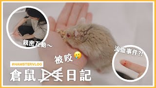 ▸ [ DAILY VLOG ]  Hamster Taming Dairy  Cute Hamster Footages(w/ Eng Sub)