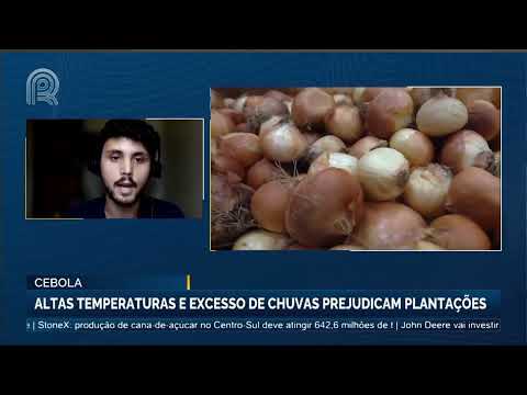 Cebola: altas temperaturas e excesso de chuvas prejudicam plantações | Canal Rural