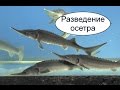 Разведение осетра. Выращивание осетровых рыб. Бизнес идея