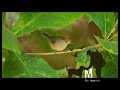 Blackcap Call Sound For Pro Hunting 2024 صوت عصفور التين خوري وشماس للصيد المحترف Blackcap Call Sound For Pro Hunting 2024 صوت عصفور التين خوري وشماس للصيد المحترف