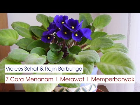 Video: Mengapa bunga violet tidak mekar? Alasan utama