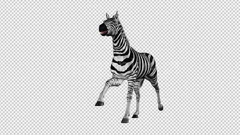 Horse Gallop - Zebra - motion graphics video