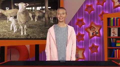 Caring for animals - Be curious 1 - Unit 9- Power Up Start Smart