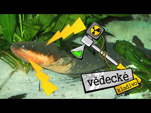 Video: DIY Elektrický úhoř