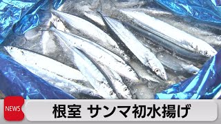 北海道でサンマ初水揚げ　１キロ５万円（2022年8月18日）