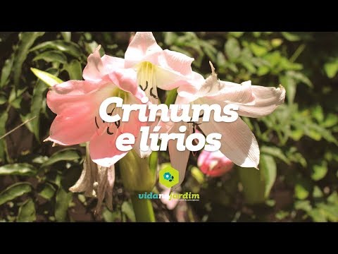 Vídeo: Quando dividir plantas de Crinum: dicas para propagar lírios de Crinum