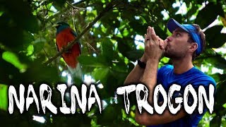 How To Call A Narina Trogon Birding In South Africa