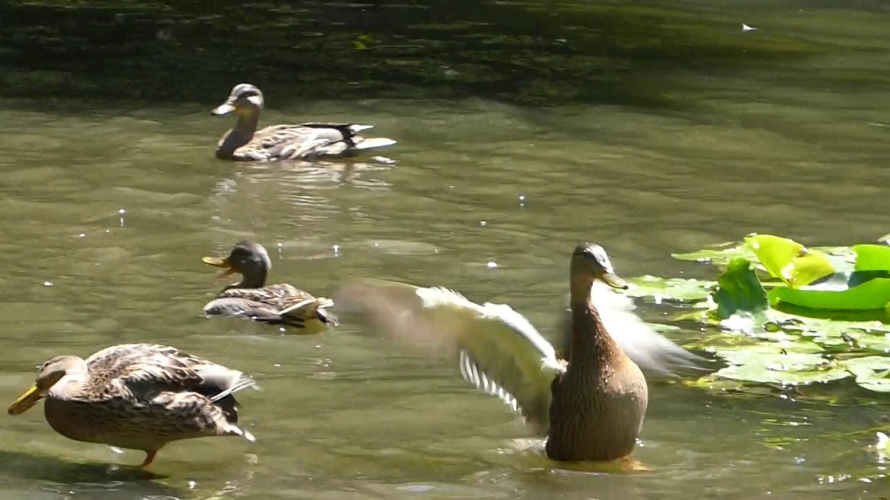 A bad case of the zoomies YouTube