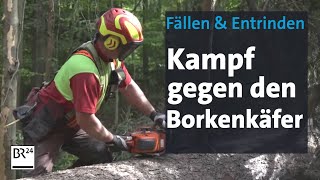 Borkenkäfer: Wettlauf gegen die Zeit im Bayerischen Wald | Abendschau | BR24