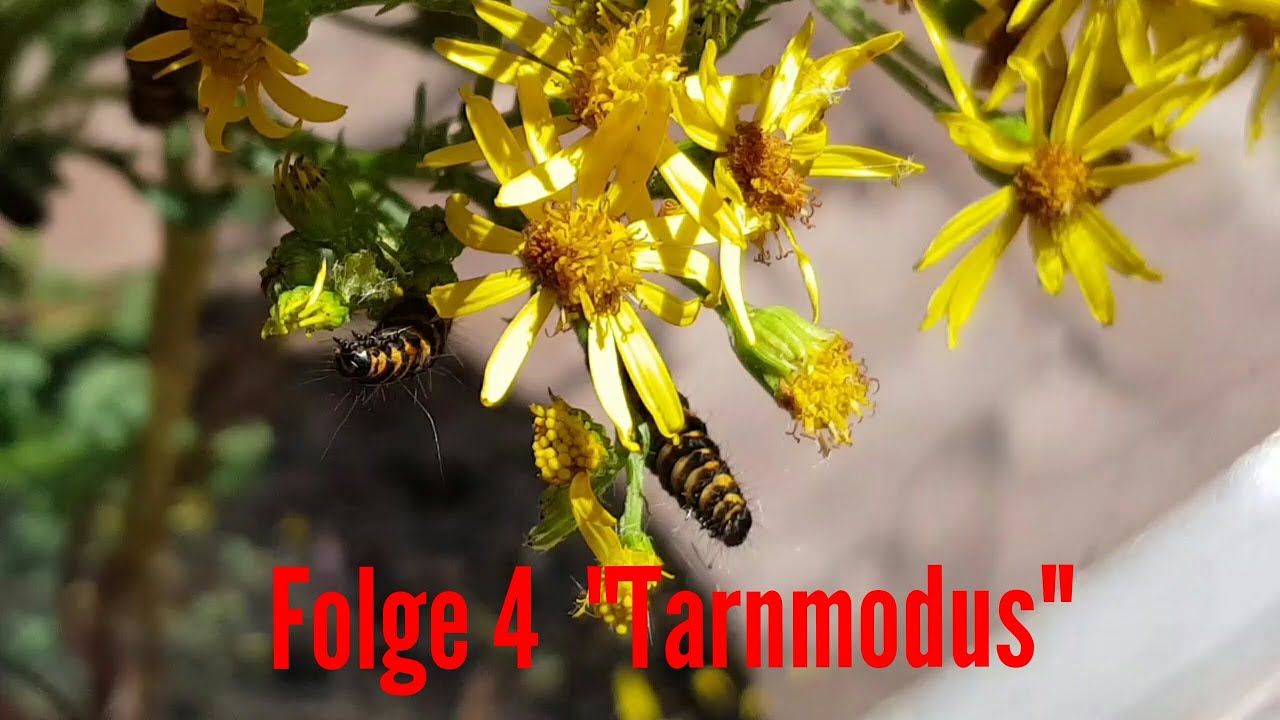 schwebfliegen arten #4 Jakobskrautbär Metamorphose Beobachtung Folge 4 #Serie #LoveNature #Raupe #Schmetterling #Folge4