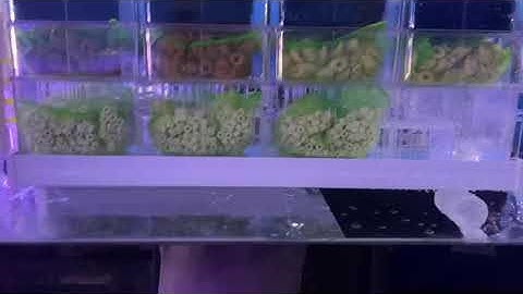 Dàn mưa 3 tầng dài 75cm xài cho hồ 80cm chở xuống giúp cho hồ cá luôn sạch và ổn định