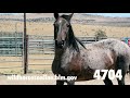 Wild Horse Adoption September 2020