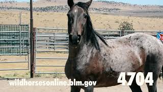 Wild Horse Adoption September 2020