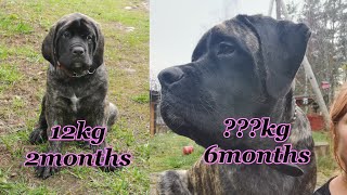 How fast English Mastiff grows? Tellus growth from 2months old to 6months old.