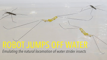Robot Jumps Off Water: Emulating the natural locomotion of water strider insects