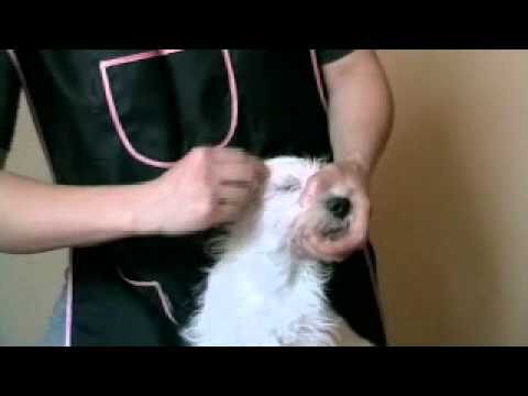 Видео: Josh West West Highland White Terrier Mix нь тагнайн сэтэрхийтэй холбоотой эрүүл мэндийн асуудлын талаар мэдлэгийг дээшлүүлдэг