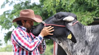 GIROLANDO.. Ganadería SANTA FÉ.. Cintalapa.. Chiapas.. MX...